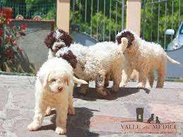 Questo è un sito creato con jimdo! Scegliere L Allevamento Di Lagotto Romagnolo E Il Cucciolo Valle Dei Medici