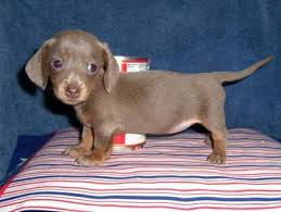 Dachshund pups have long legs and long, sausage shaped bodies, which has given rise to the nickname, sausage dog everything you. Pin By Beth Thomas On Clever Little Weenie Dogs The Dachshund Baby Dogs Cute Animals Animals Friends