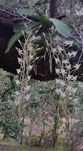 Image result for Aerangis verdickii
