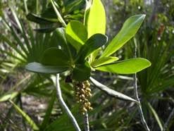 Image result for Rapanea