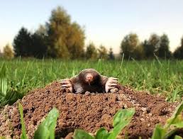 Image result for Schéma plašiče krtků