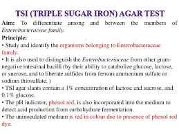 biochemical test of bacteria