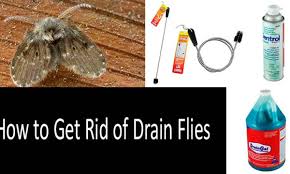 Drain flies are a common household pest, but also common in restrooms and kitchens in offices. Top 5 Best Drain Fly Killers 2021 Buyer S Guide