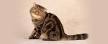 Exotic Shorthair Cat Pictures and Information - Cat-Breeds