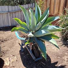 Image result for Aloe rulkensii