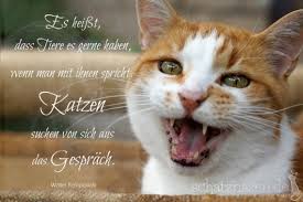 Die Schonsten Katzenspruche Als Spruchbilder Katzen Zitate Katzenspruche Katzen