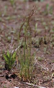 Image result for Agrostis taylorii