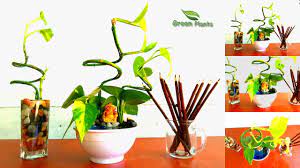 Money Plant Table Arrangement Money Plant Growing Ideas Green Plants Youtube Plant Decor Plants Money Plant