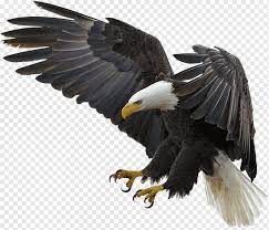 Gambar burung garuda juga sering disebut dengan gambar burung elang jawa. Bald Eagle Bird Desktop Televisi Hd Bird Hewan Elang Botak Fauna Png Pngwing