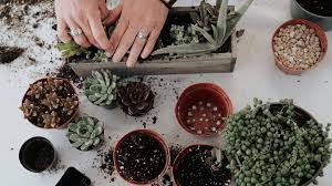 The succulent source has an overall score of 4.0 out of 5 stars. The Succulent Source Home Facebook