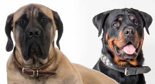 The rottweiler lab mix is a cross of a rottweiler and a labrador retriever, also known as rottador or labrador . Boerboel Rottweiler Mix Beautiful Rottweiler And Collie Mix Pets Nigeria