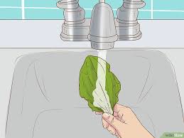 • serbuk daun ketum diletakkan pd lidah untk beri kesan gian/high. Lukisan Daun Ketum Cikimm Com