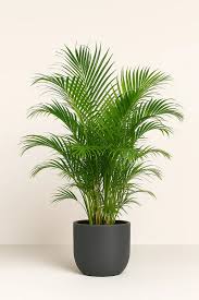 Image result for Dypsis