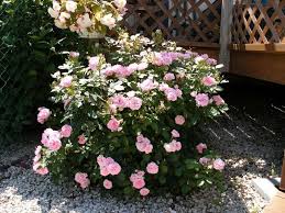 Bill reid® is the newest member of the canadian artists rose series. Roses Prove To Be Worth The Effort Winnipeg Free Press Homes