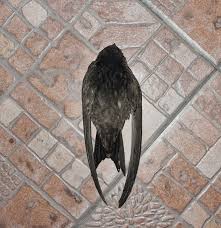 Результат пошуку зображень за запитом "стриж"