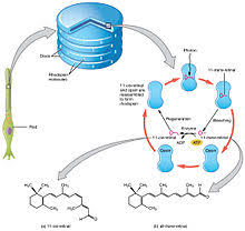 Visual Phototransduction Wikipedia