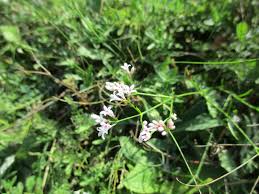 Image result for Pavetta stenosepala