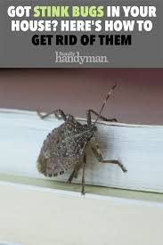 the most annoying fall pests and how to manage them stink bugs stink bugs in house stink bug repellent