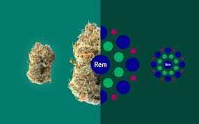 Explore Cannabis Strains With A New Perspective Top