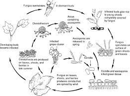 Based in the college of agriculture and life sciences, we reach millions of north carolina citizens each year through local centers in the state's 100 counties and with the eastern band of cherokee indians. Oidium An Overview Sciencedirect Topics