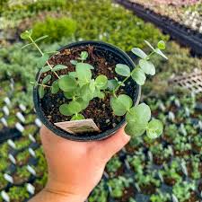 Image result for Eucalyptus