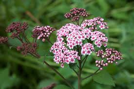Image result for Spiraea japonica ´Little Princess