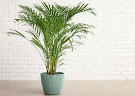 Image result for Dypsis