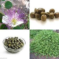 Image result for Caperonia serrata