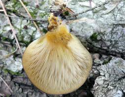 Only take what you plan to eat, leave the rest for the wild creatures. Oyster Mushroom Identification Pictures Habitat Season Spore Print Pleurotus Ostreatus