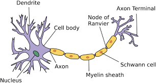 Label the parts of the neuron in the diagram. Labeled Neuron Diagram Science Trends