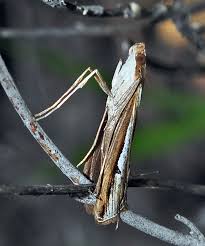 Image result for Euclasta