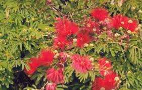 Image result for Calliandra tweedii