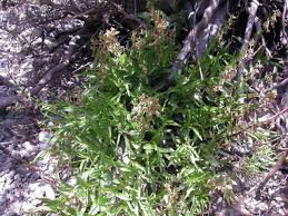 Image result for Epipactis africana