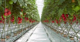 Greenhouse Farming Business