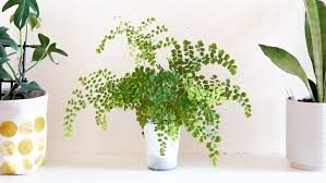 They will thrive in wooden and moist areas of your garden, making them an ideal fern to plant if you want to improve the appearance of your shade garden. Maidenhair Fern Care How To Grow Maintain Maidenhair Fern Plants Apartment Therapy