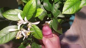 Jerk off Nutrient for the Lemon - Pornhub Gay