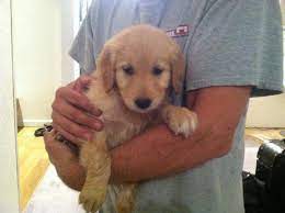 Maybe you would like to learn more about one of these? Most Awesome Golden Retriever Puppies For Sale In Mansfield Missouri Classified Americanlisted Com
