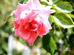 Lời chúc 8/3 cho người yêu nơi phương xa. Kov3y1dxjjo Km