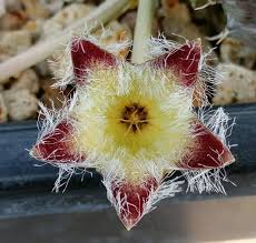 Image result for Tridentea