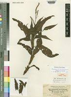 Image result for Persicaria senegalensis