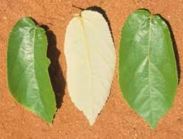 Image result for Grewia monticola