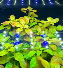 Image result for Ludwigia