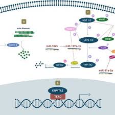 Copyright © 2020 tan, yap & tang. Pdf Non Coding Rnas Emerging Players In Cardiomyocyte Proliferation And Cardiac Regeneration