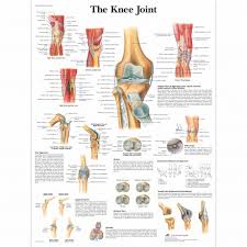 anatomy charts laminated surguin