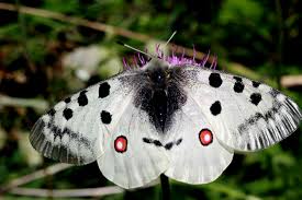 Image result for Parnassius apollo