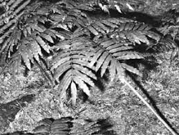 Image result for Marattiaceae