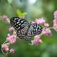 Bringing Butterflies into Your Backyard