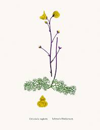 Kuvahaun tulos haulle bladderwort plant