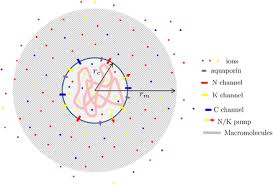Endoplasmic reticulum roads protein meat from animals Extra Cellular Matrix In Cell Aggregates Is A Proxy To Mechanically Control Cell Proliferation And Motility Biorxiv