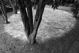 Bildergebnis für Maria Laet